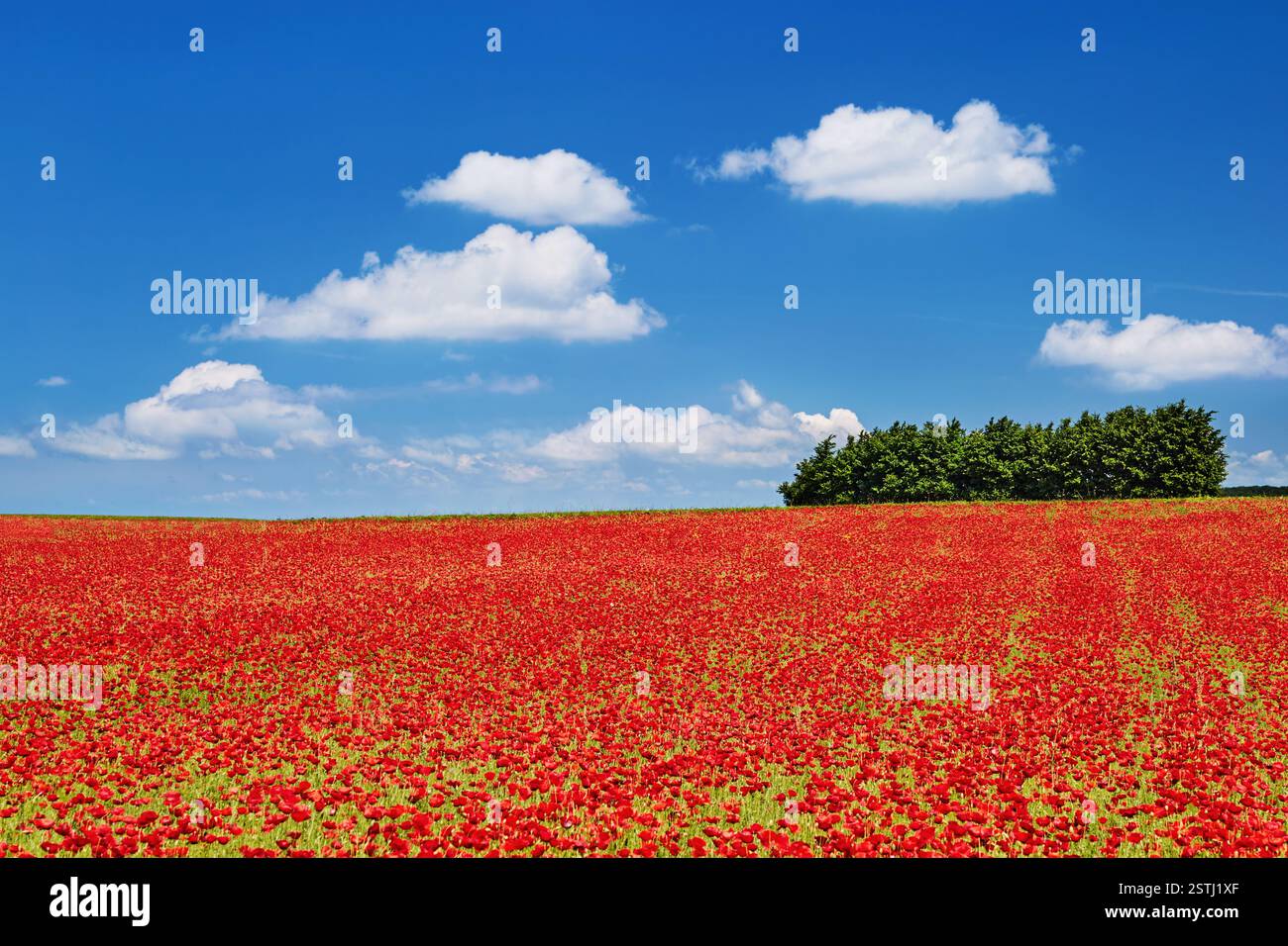 Helle Landschaft mit Mohnfeld und blauem Himmel Stockfoto