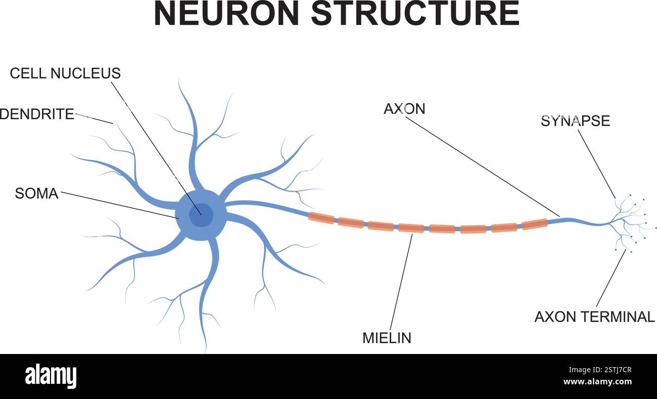 Neuronenstrukturkonzept. Beschreibung der Anatomie des Neurons des Gehirns. Darstellung der Struktur eines Neurons im flachen Design. Stock Vektor