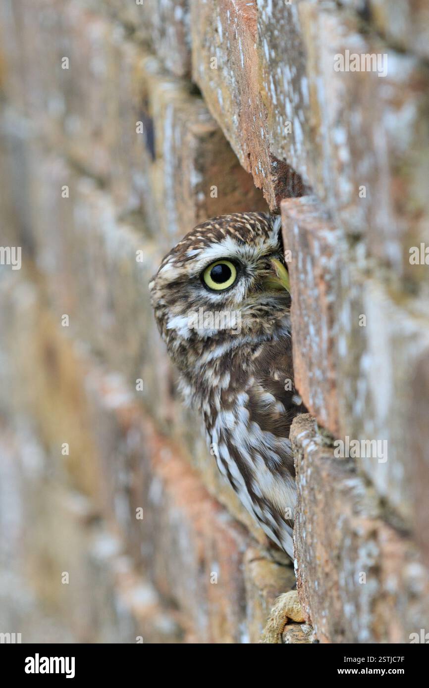 Kleine Eule Stockfoto