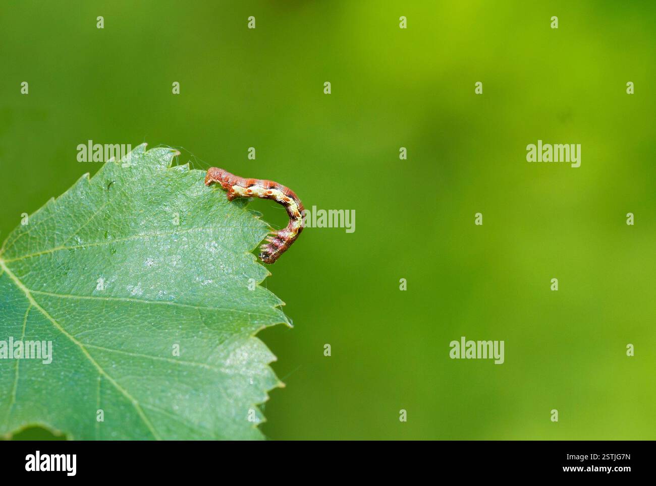 Fleckige Umbra (Erannis Defoliaria) Stockfoto