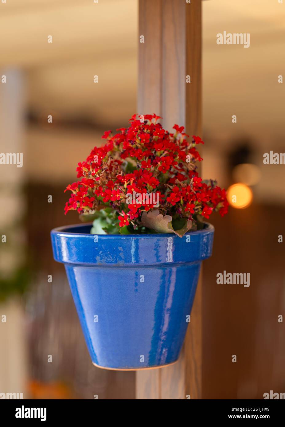 Leuchtend rote Blumen in einem blauen Keramiktopf, der an der Hauswand in Port de Soller, Mallorca, hängt. Mediterrane Sommeratmosphäre. Stockfoto