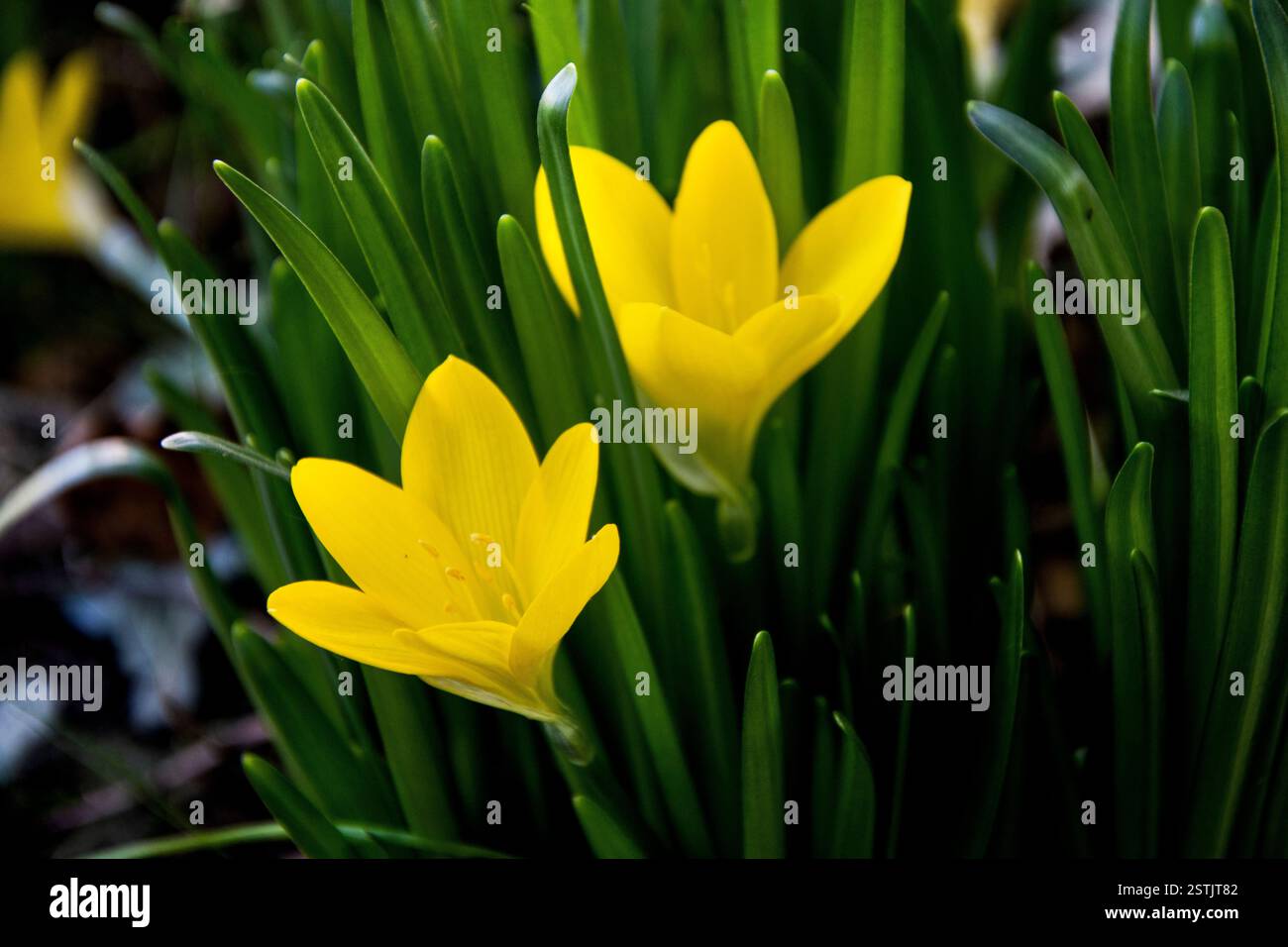 Gelbe Herbstkrokusse oder Winter Narzissen Nahaufnahme Stockfoto