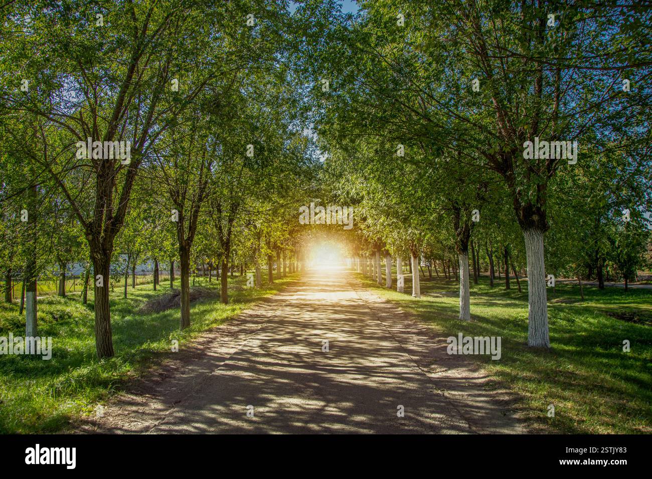 Licht kommt vom Ende eines baumgesäumten Weges Stockfoto
