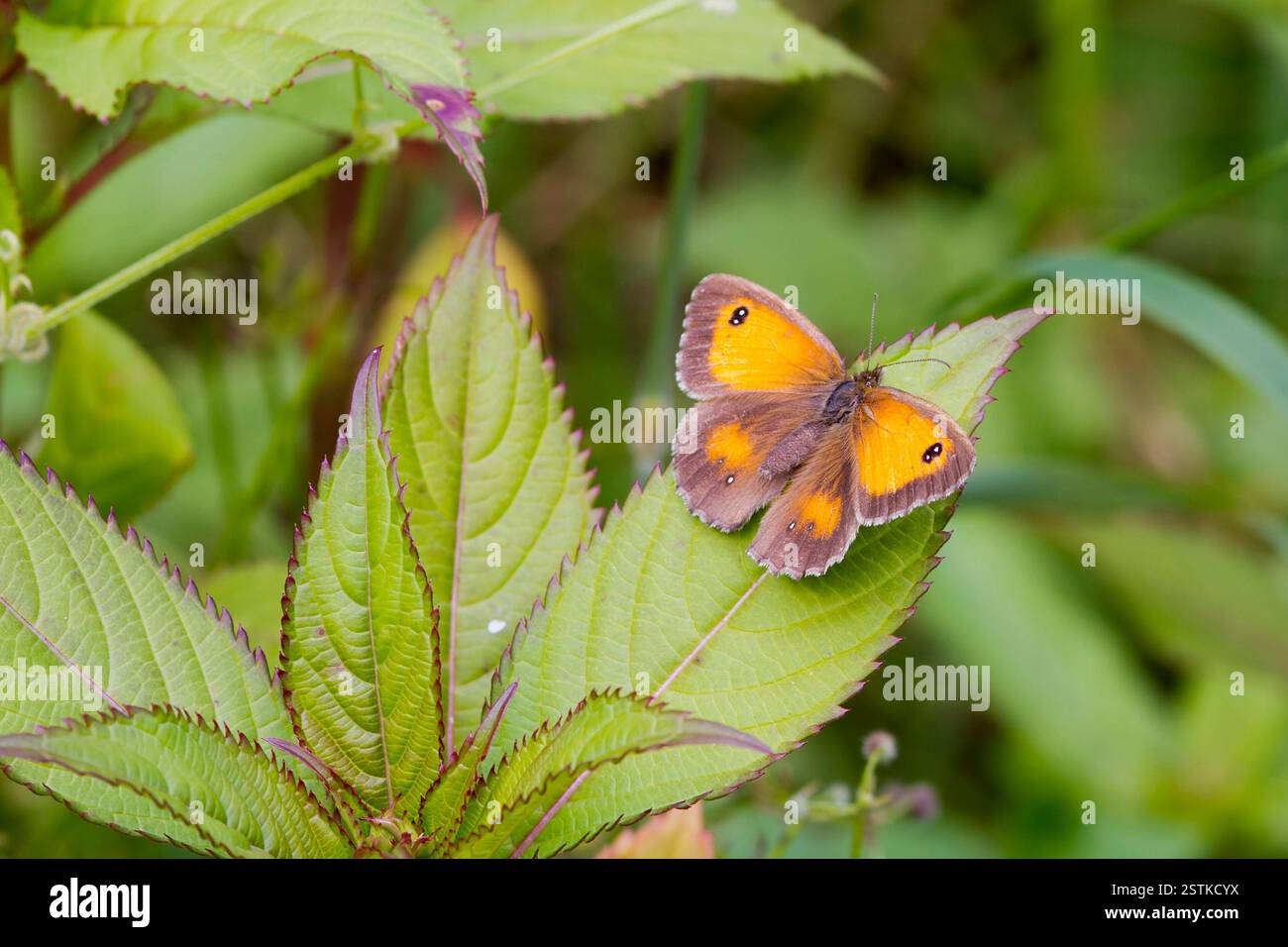 Gatekeeper Schmetterling (Pyronia Tithonus) Stockfoto