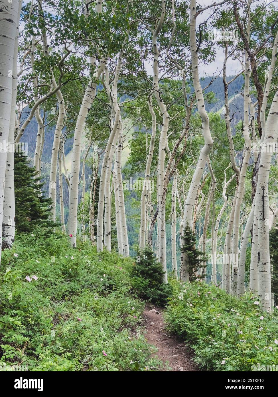 Fußweg und Aspenbäume mit frischen grünen Blättern im Wald Stockfoto