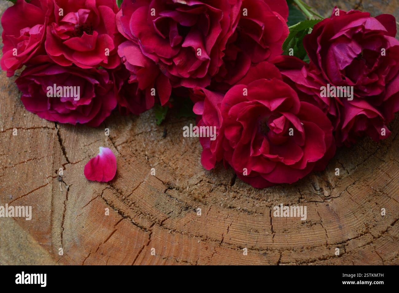 Nahaufnahme von tiefroten Rosen, die auf der strukturierten Oberfläche eines Baumstumpfes angeordnet sind, wodurch eine natürliche und rustikale Szene entsteht. Stockfoto