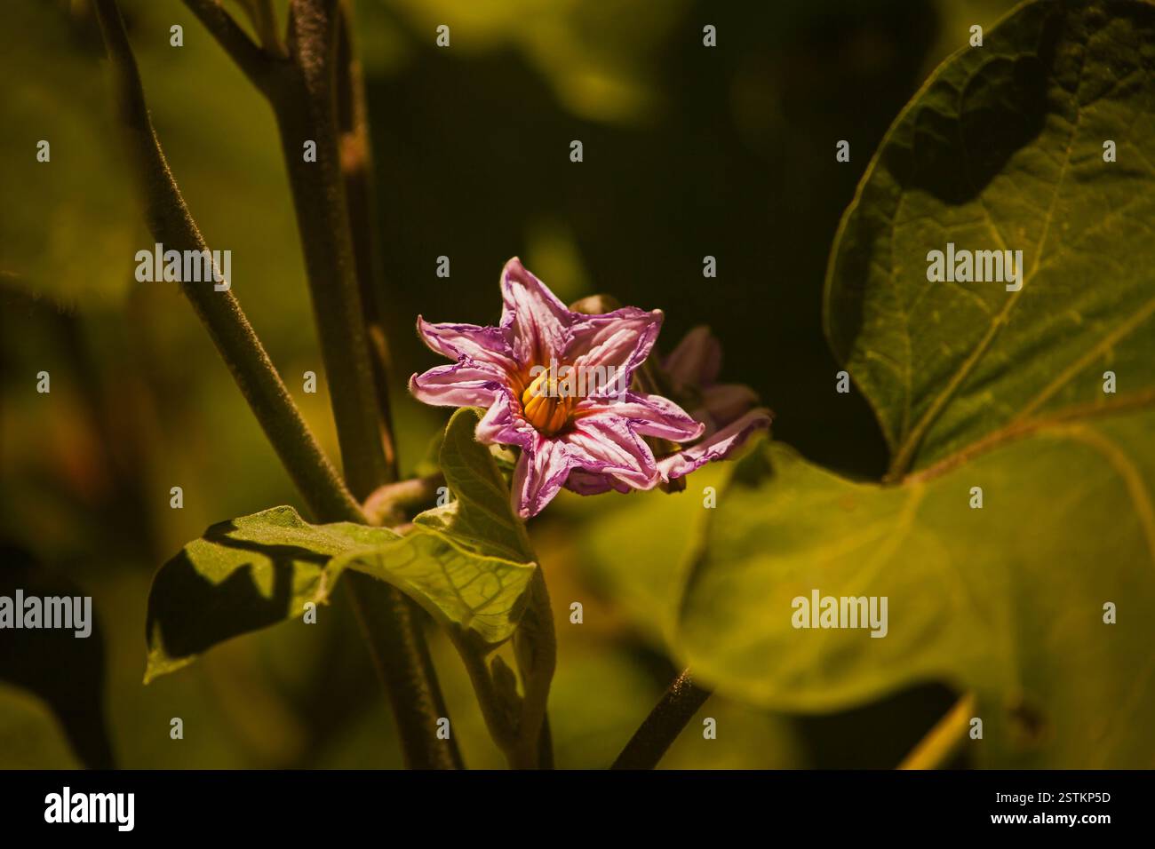 Blume der Aubergine Solanum torvum 16179 Stockfoto