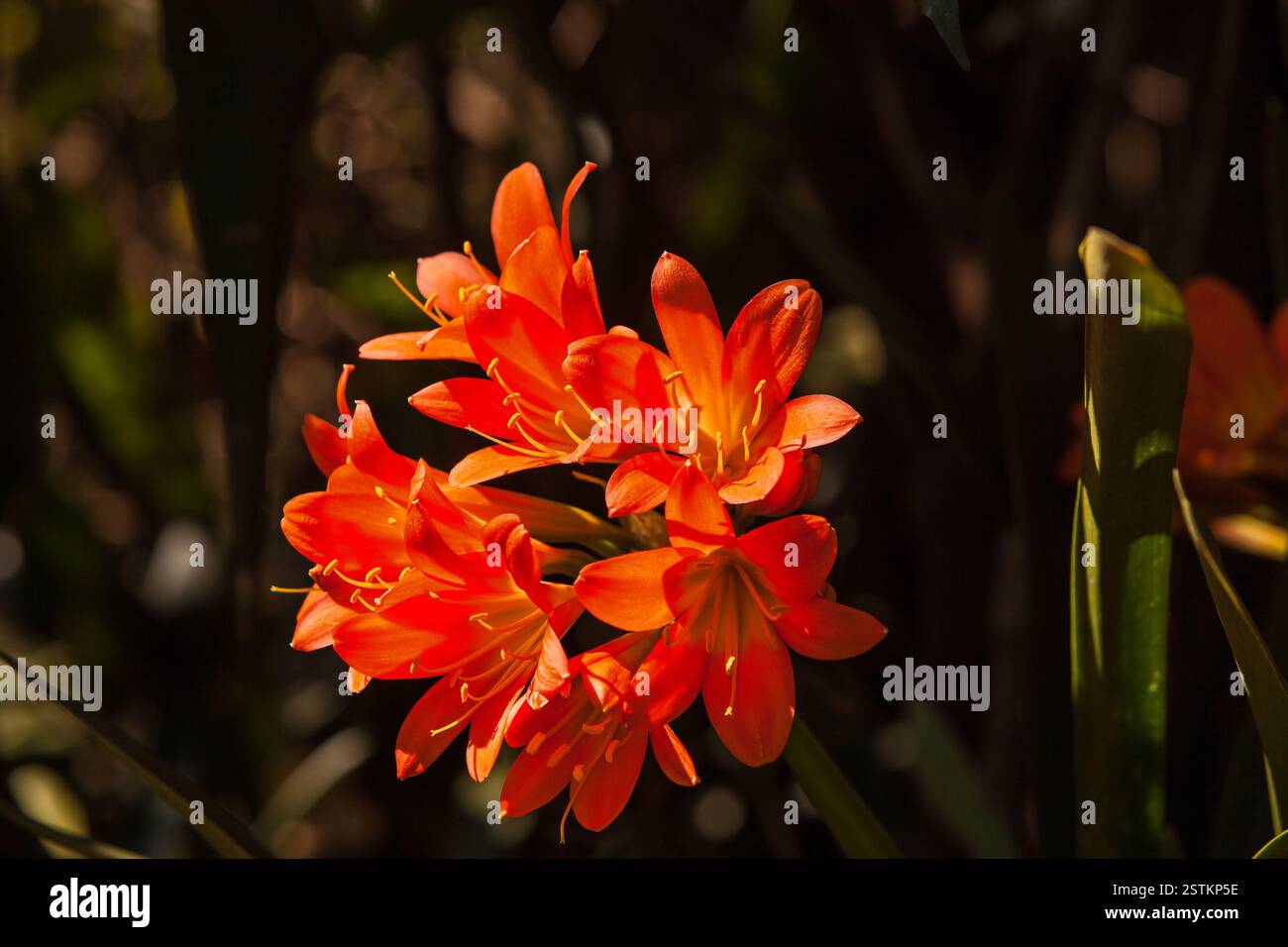 Blumenkopf von Clivia miniata 16515 Stockfoto