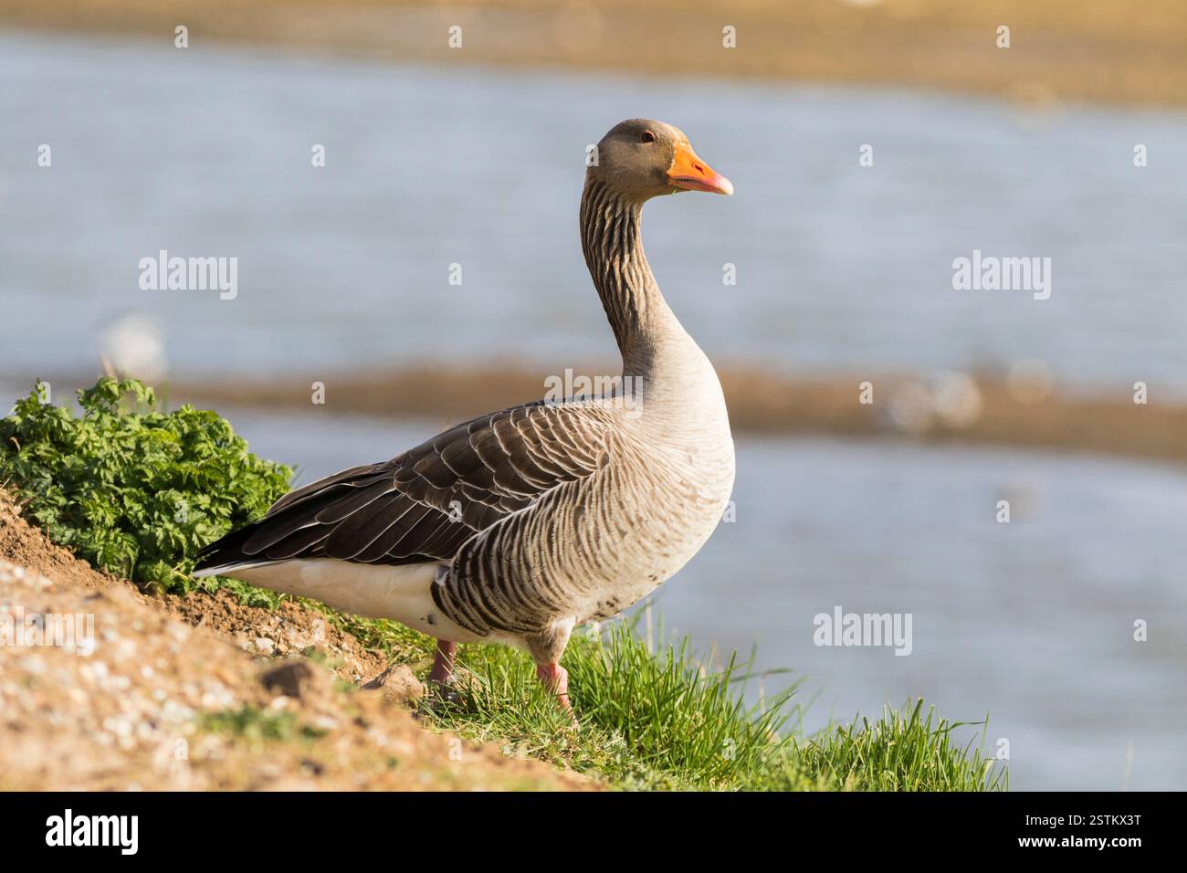 Rosa footed Goose Stockfoto