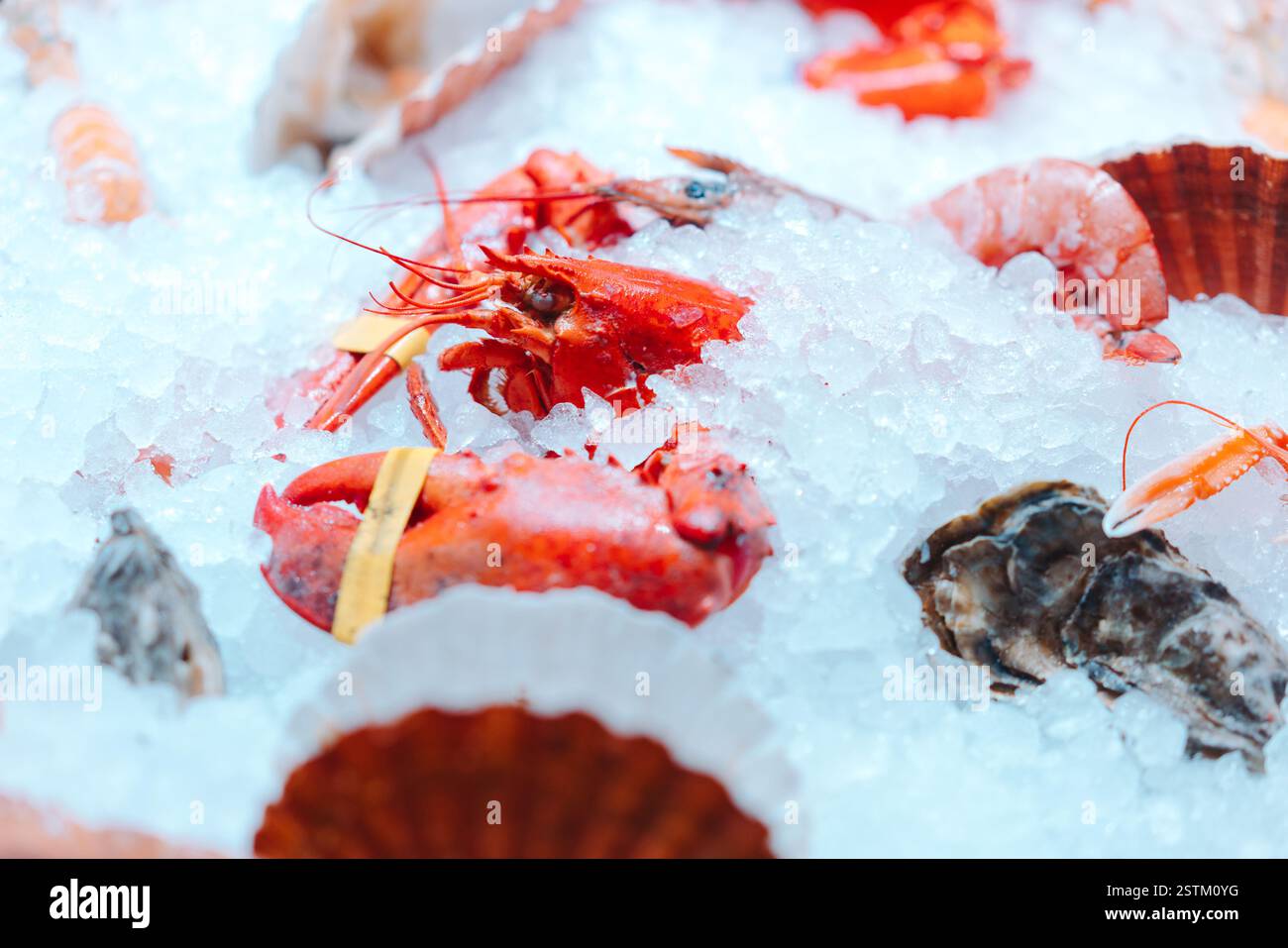 Ganz rote Hummer auf Eis Stockfoto