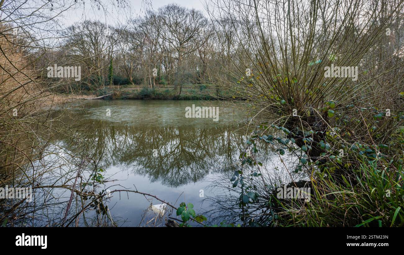 Reflexionen in einem Teich auf der Hampstead Heath in London. Stockfoto Reflexionen in einem Teich auf der Hampstead Heath in London. Stockfoto