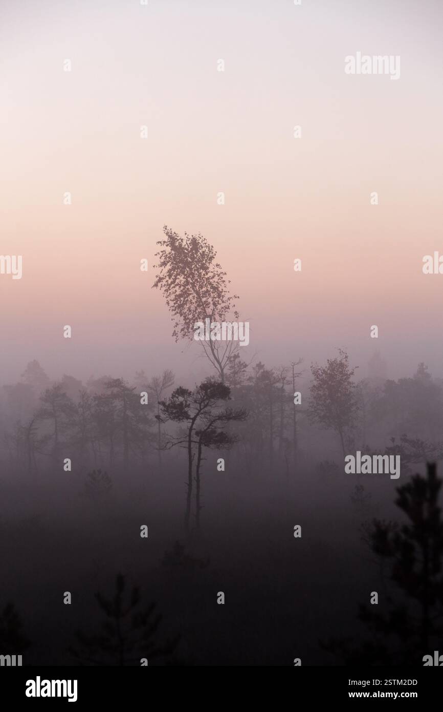 Größerer Baum Stockfoto