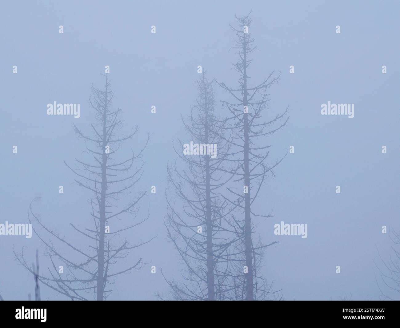 Toter Wald im Harz im Nebel. Ein zerstörter Fichtenwald, geprägt von Rindenkäfern und Waldbränden. Eine traurige und besinnliche Atmosphäre. Stockfoto
