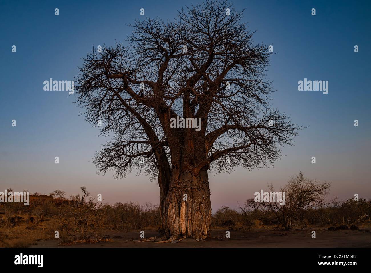 Ein einsamer Baobab-Baum, der sich aus der afrikanischen Landschaft erhebt Stockfoto