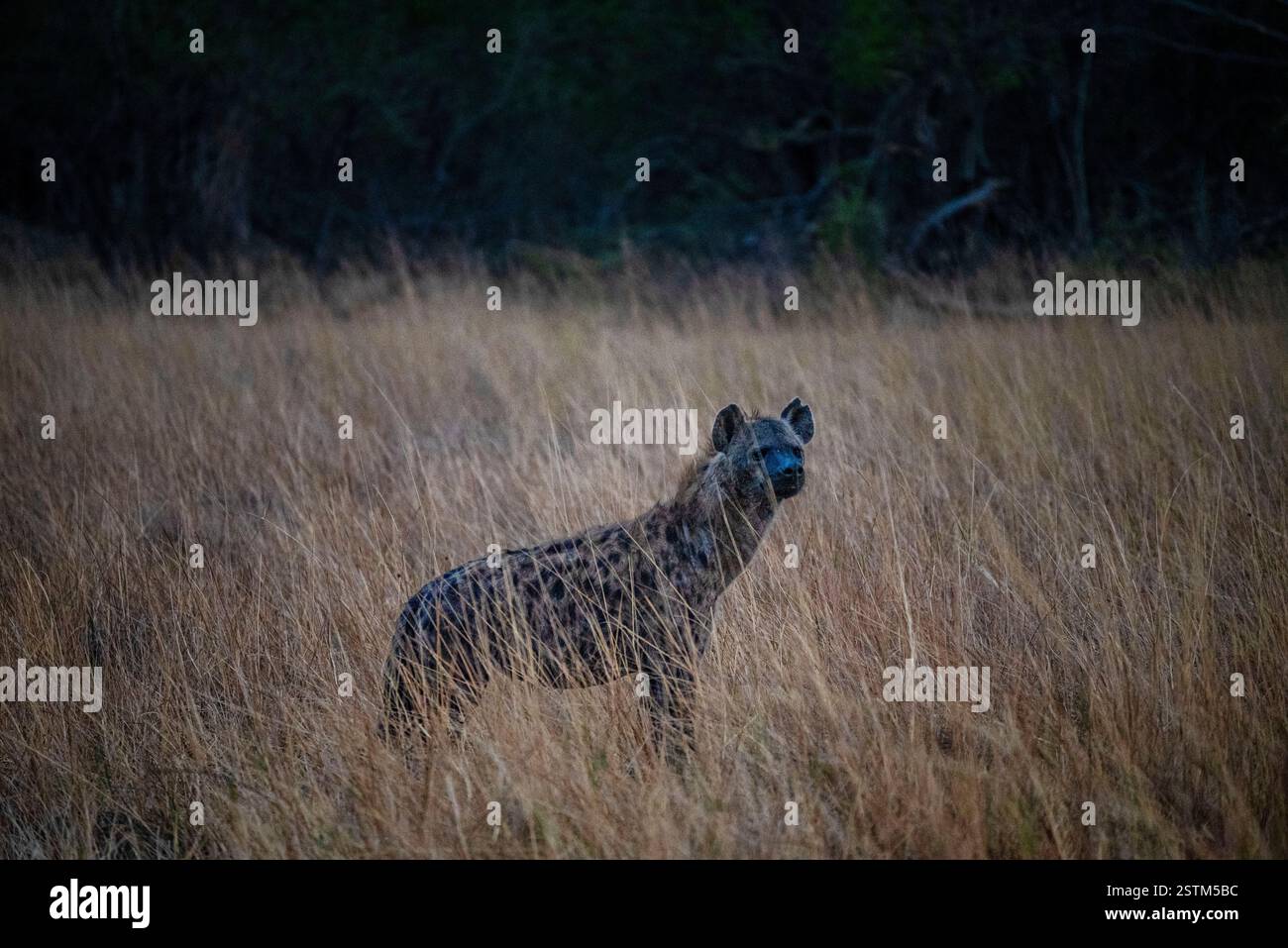 Gefleckte Hyena (Crocuta crocuta), die zwischen dem hohen trockenen Gras der Savanne steht Stockfoto