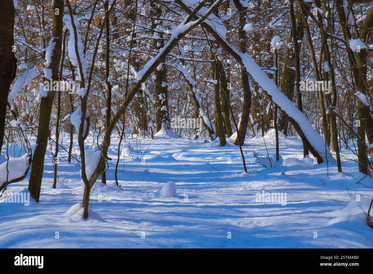 Bild einer schneebedeckten Straße durch den stillen Wald Stockfoto