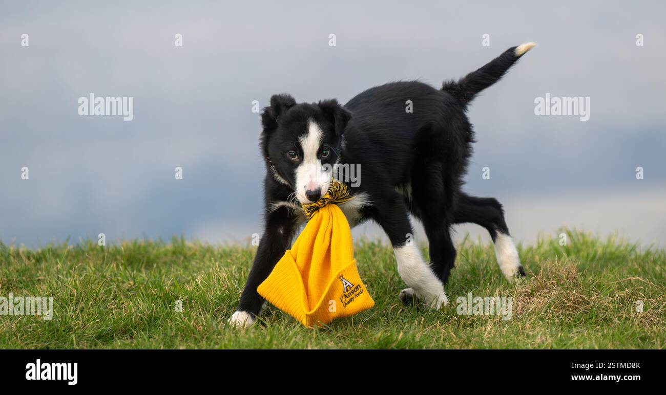 Junger Border Collie-Welpe spielt mit einem Wackelhut draußen auf einem Feld. North Yorkshire, Großbritannien. Stockfoto