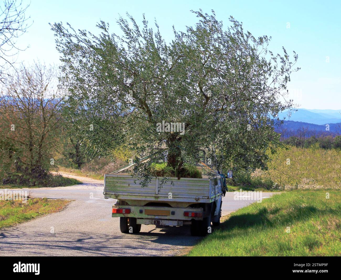 Transplantation und Transport eines Zierolivenbaums. Stockfoto