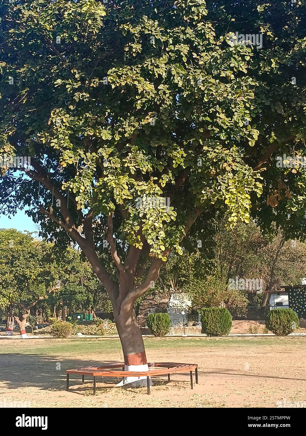 Baum und eine runde Bank unter dem Baum, um in einem Park zu sitzen Stockfoto
