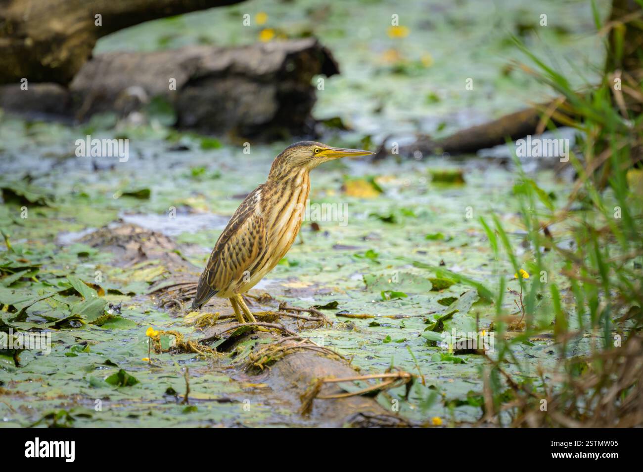 Ein kleiner Bitterbaum steht auf einem Baumstamm im Wasser, Frühling in Österreich Ossiach Österreich Stockfoto