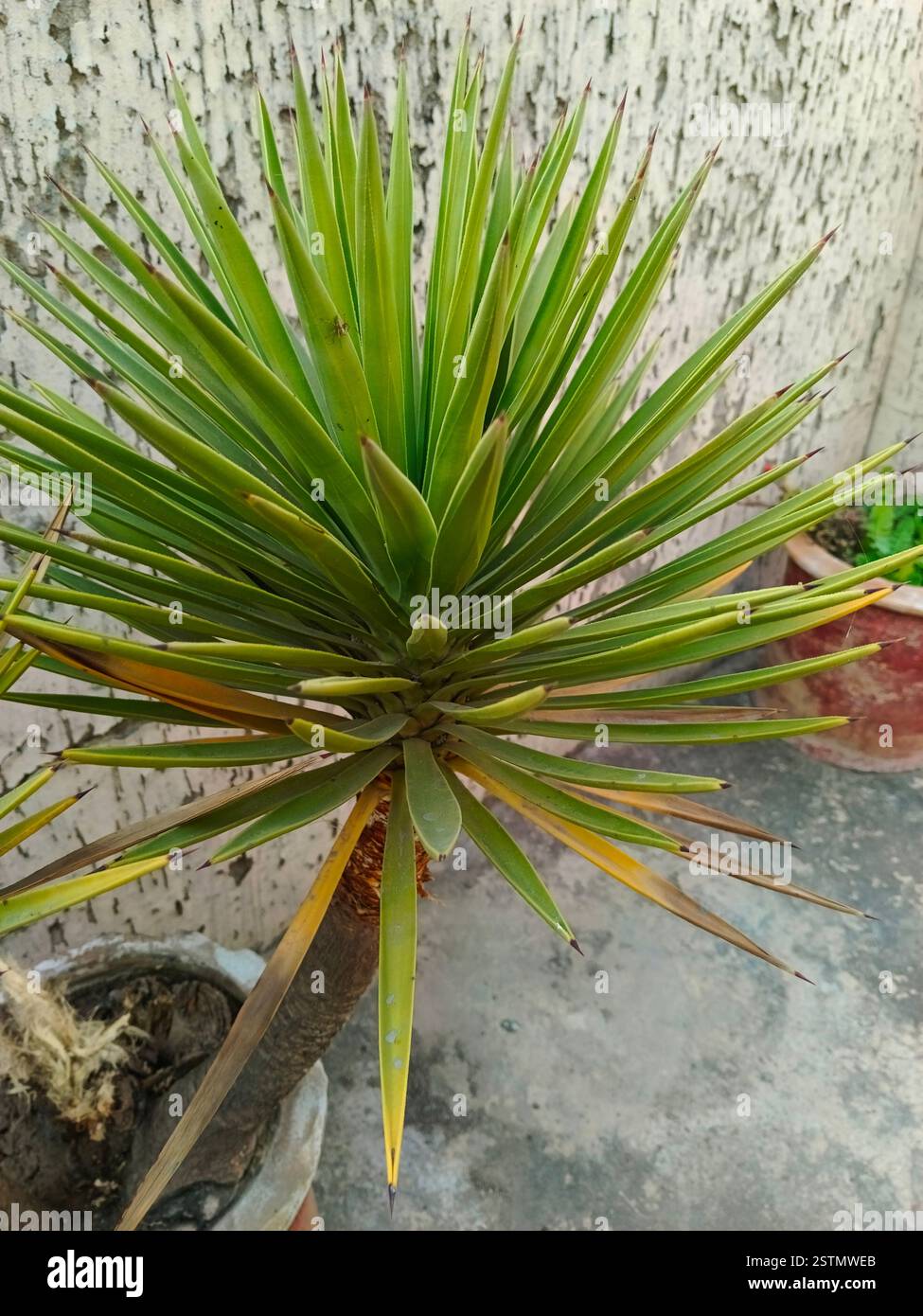 yucca Pflanze in einem Topf mit heimischem Garten sieht wunderschön aus Stockfoto