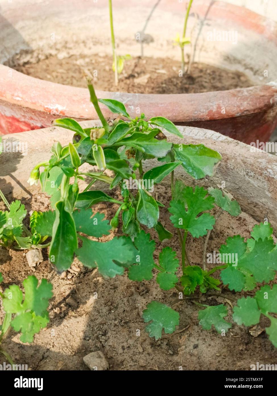 Eine Minzpflanze im Topf ist ein duftendes, schnell wachsendes Kraut, das in Behältern gedeiht und somit perfekt für Küchen und Balkone ist. Stockfoto