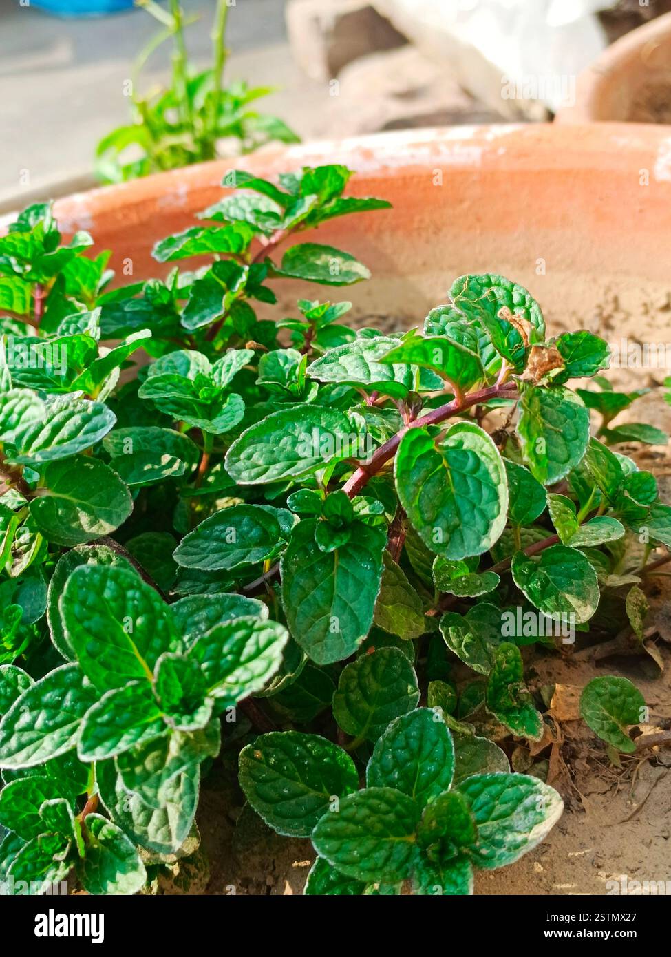 Eine Minzpflanze im Topf ist ein duftendes, schnell wachsendes Kraut, das in Behältern gedeiht und somit perfekt für Küchen und Balkone ist. Stockfoto