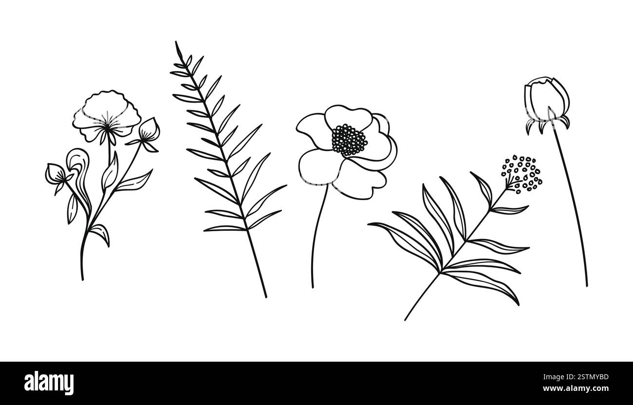 Minimalistische Blumen und botanische Kollektion. Von Hand gezeichneter Blumenzweig, Blätter, Kräuter und Wildpflanzen im Linienstil. Für Dekoration, Hochzeit und Belebung Stock Vektor