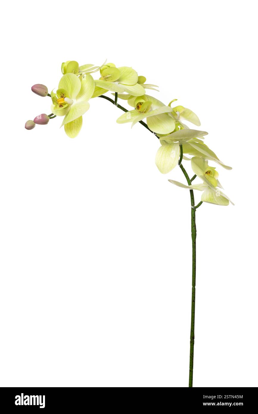 Elegante künstliche Orchideenpflanze aus Silikon und Latex für die Dekoration und Dekoration Stockfoto
