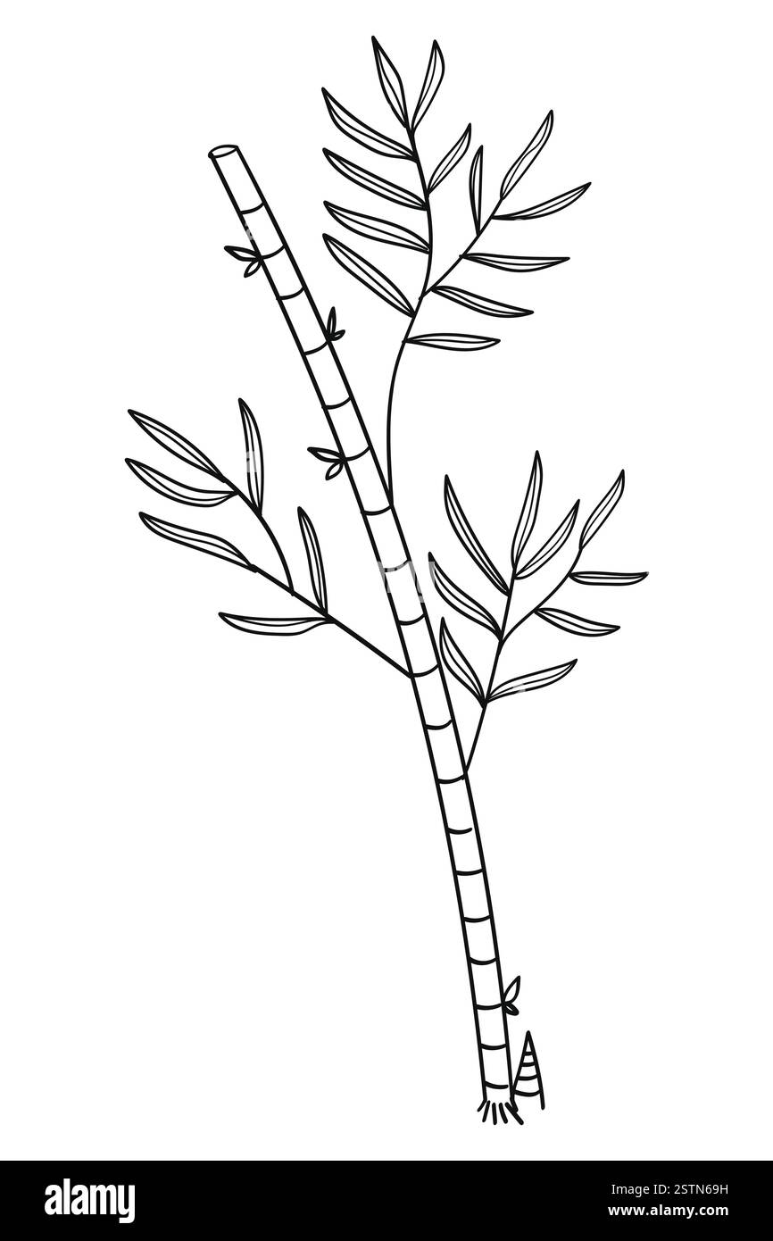 Bambus Baum Linie Kunst Hand Zeichnung Hintergrund. Vektorabbildung Stock Vektor