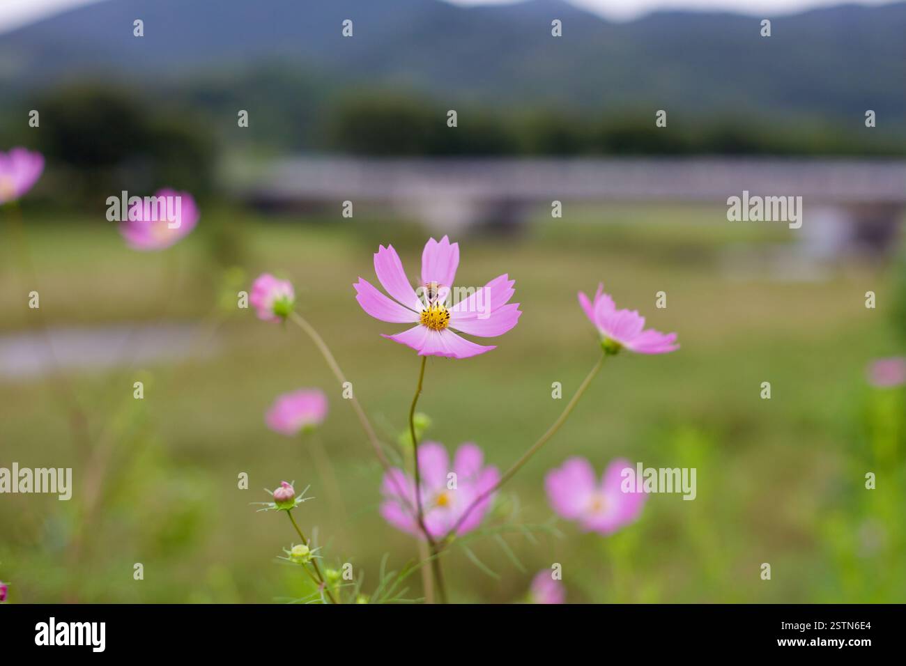 Goesan County, Südkorea - 9. September 2020: Eine Biene sammelt Nektar einer rosa Kosmos-Blume nahe dem Ssang Stream in Chilseong Town, mit einem verschwommenen br Stockfoto