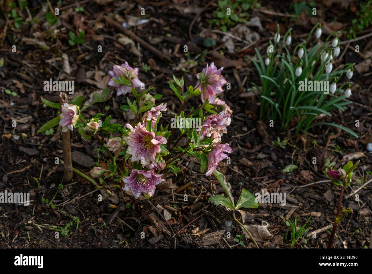 Ein Wintergartenbett mit einem Helikopter (fastenrose, Weihnachtsrose) und Schneeglöckchen. Helleborus „Hello Amber“. Stockfoto
