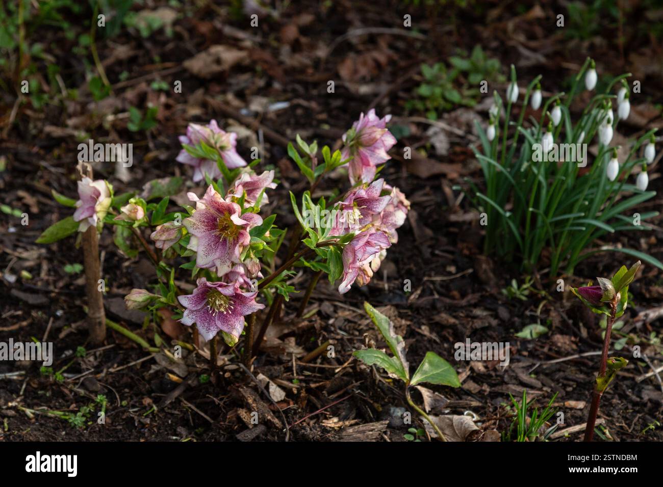 Ein Wintergartenbett mit einem Helikopter (fastenrose, Weihnachtsrose) und Schneeglöckchen. Helleborus „Hello Amber“. Stockfoto