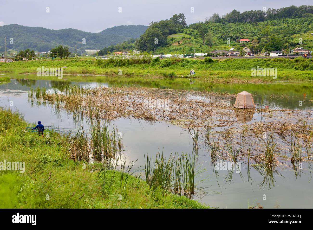 Goesan County, Südkorea - 10. September 2020: Ein einheimischer Fischer waten durch die flachen Gewässer des Seonghwang Stream, umgeben von Schilf und A Stockfoto