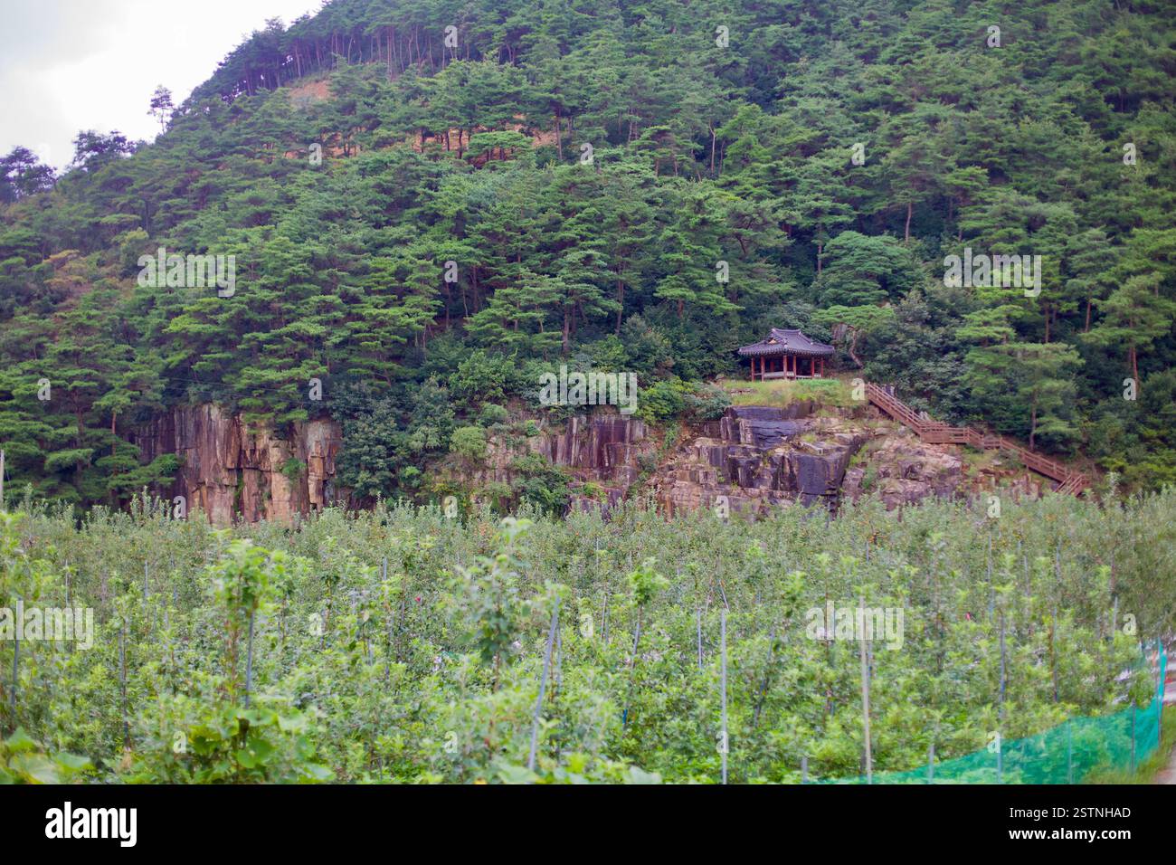 Goesan County, Südkorea - 10. September 2020: Ein traditioneller koreanischer Pavillon auf einem felsigen Hügel, umgeben von üppigen Kiefernwäldern und Overlo Stockfoto
