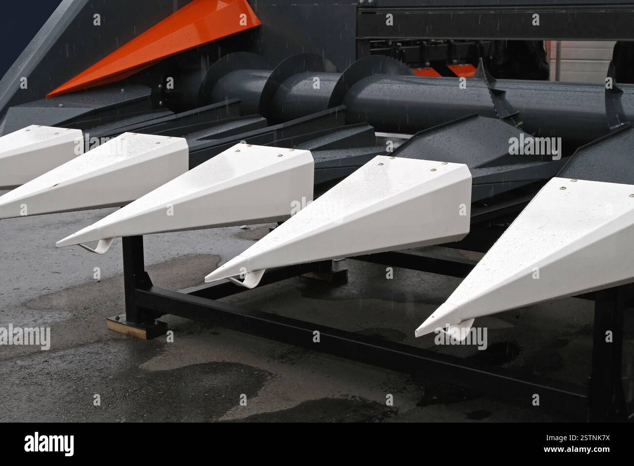 Maisköpfe Stockfoto