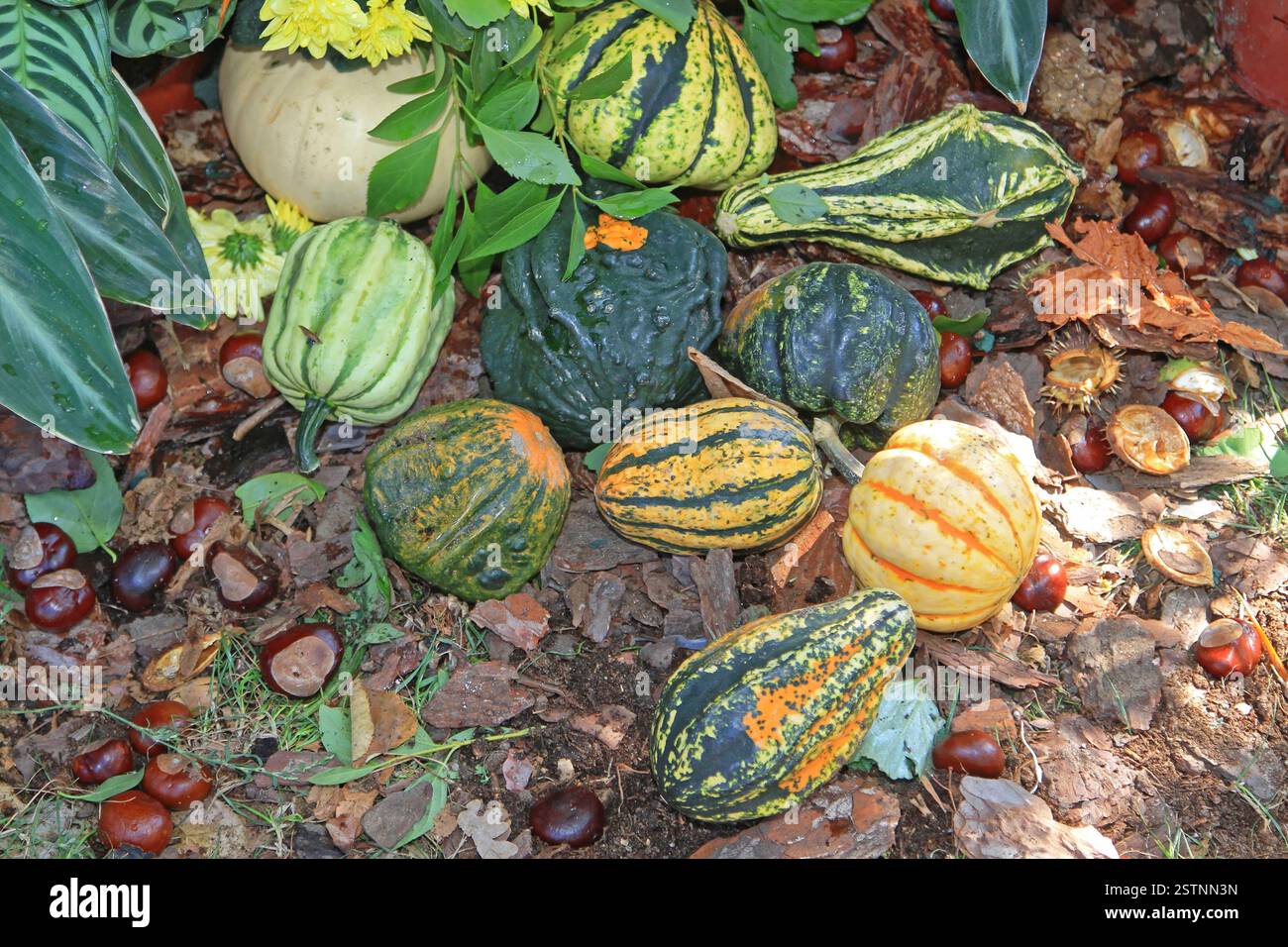 Kürbis Kürbis Stockfoto