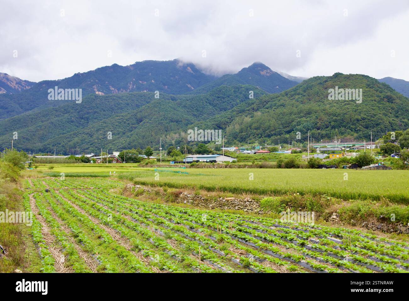Goesan County, Südkorea - 10. September 2020: Ein üppig grünes Ackerland erstreckt sich über das Tal mit gepflegten Kulturen, traditionellen Häusern und Stockfoto