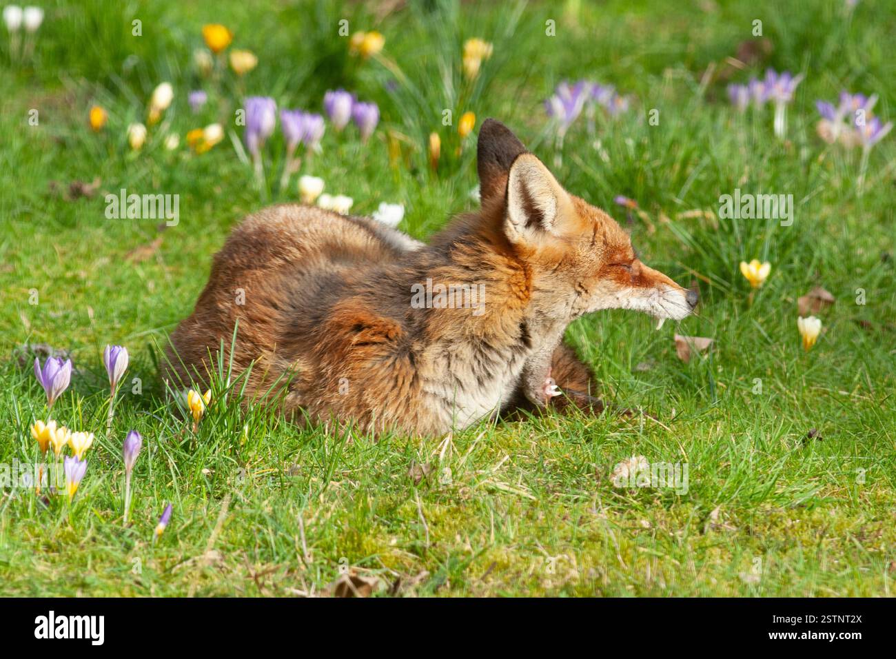 Wetter in Großbritannien, 19. Februar 2025: Zwei Rotfüchse entspannen sich zwischen den Krokusblüten in einem Garten in Clapham, Süd-London. Nach einer Kältewelle wird das Wetter für die nächsten Tage milder und feuchter. Quelle: Anna Watson/Alamy Live News Stockfoto