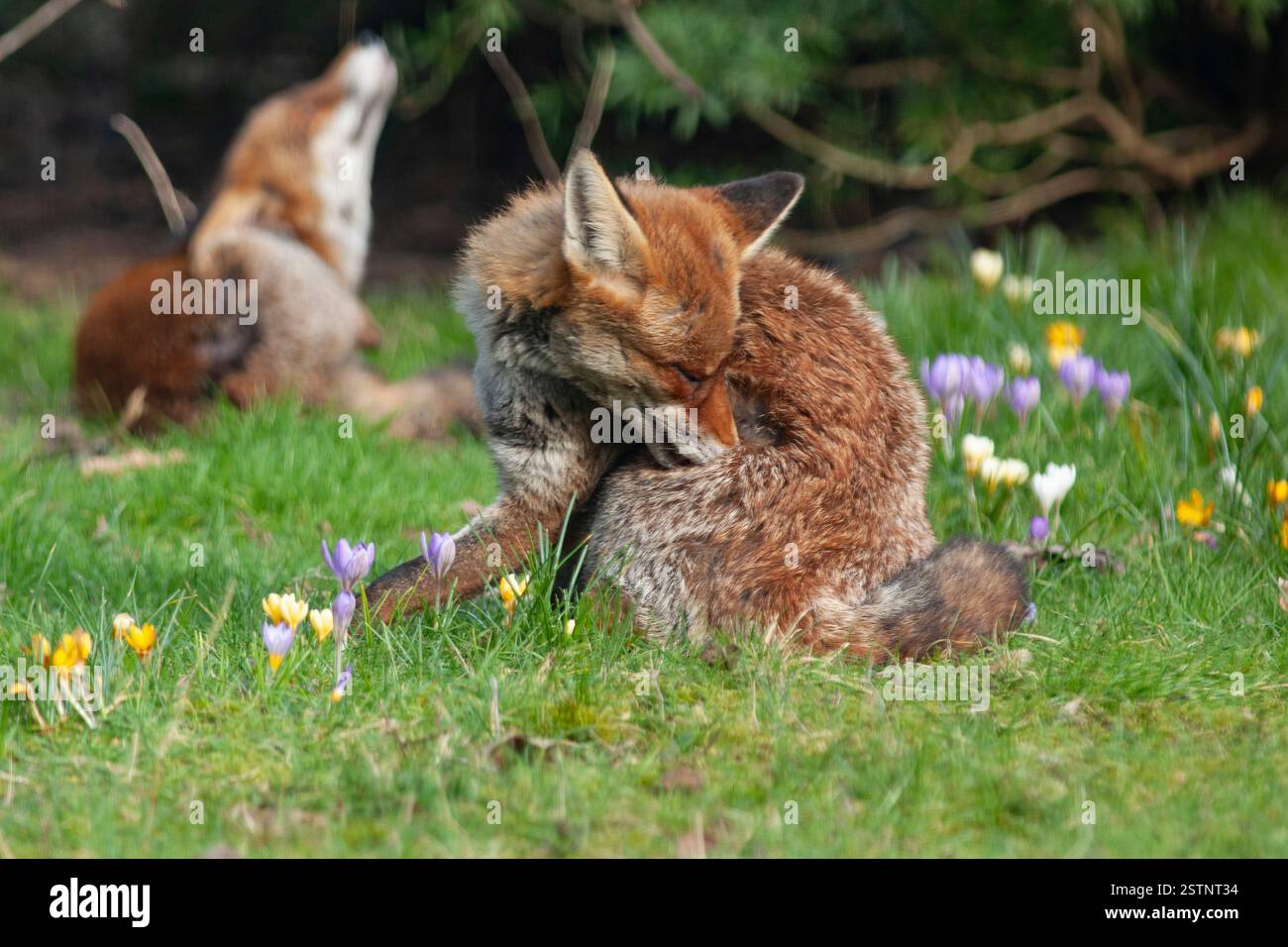 Wetter in Großbritannien, 19. Februar 2025: Zwei Rotfüchse entspannen sich zwischen den Krokusblüten in einem Garten in Clapham, Süd-London. Nach einer Kältewelle wird das Wetter für die nächsten Tage milder und feuchter. Quelle: Anna Watson/Alamy Live News Stockfoto