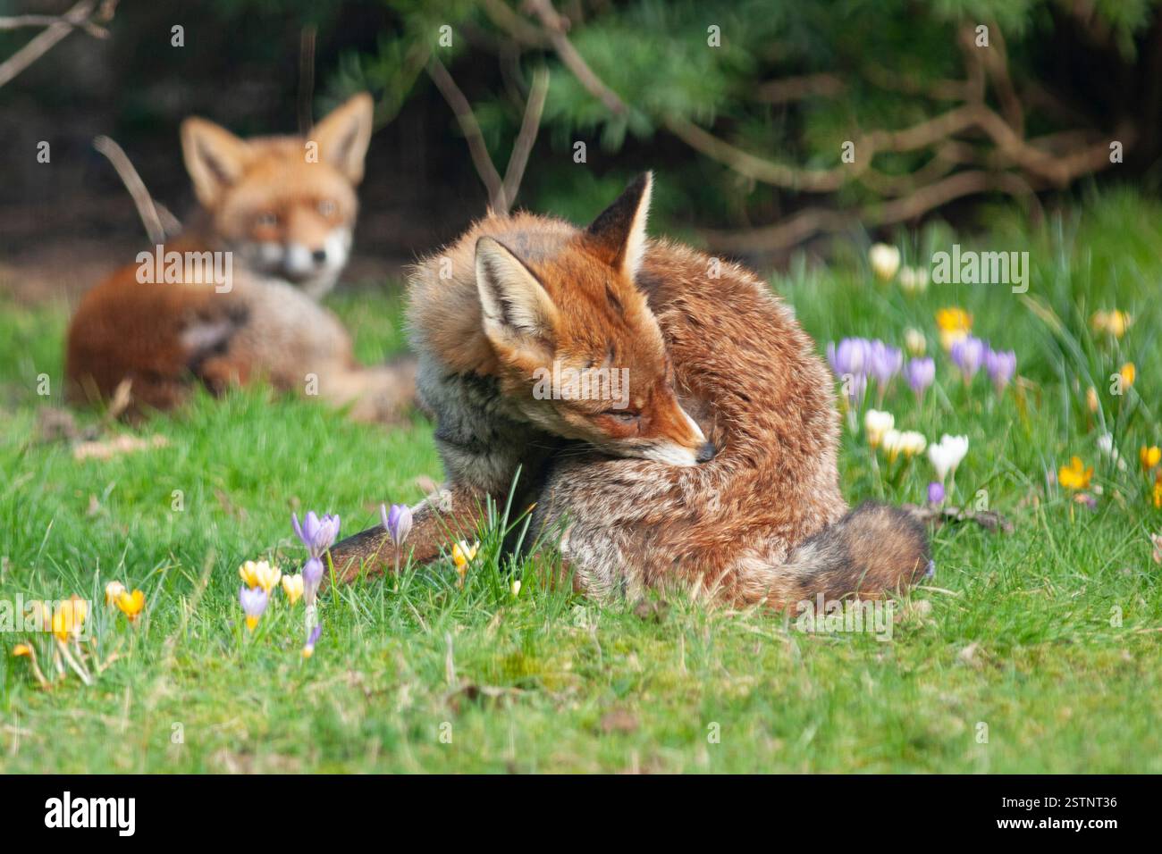 Wetter in Großbritannien, 19. Februar 2025: Zwei Rotfüchse entspannen sich zwischen den Krokusblüten in einem Garten in Clapham, Süd-London. Nach einer Kältewelle wird das Wetter für die nächsten Tage milder und feuchter. Quelle: Anna Watson/Alamy Live News Stockfoto