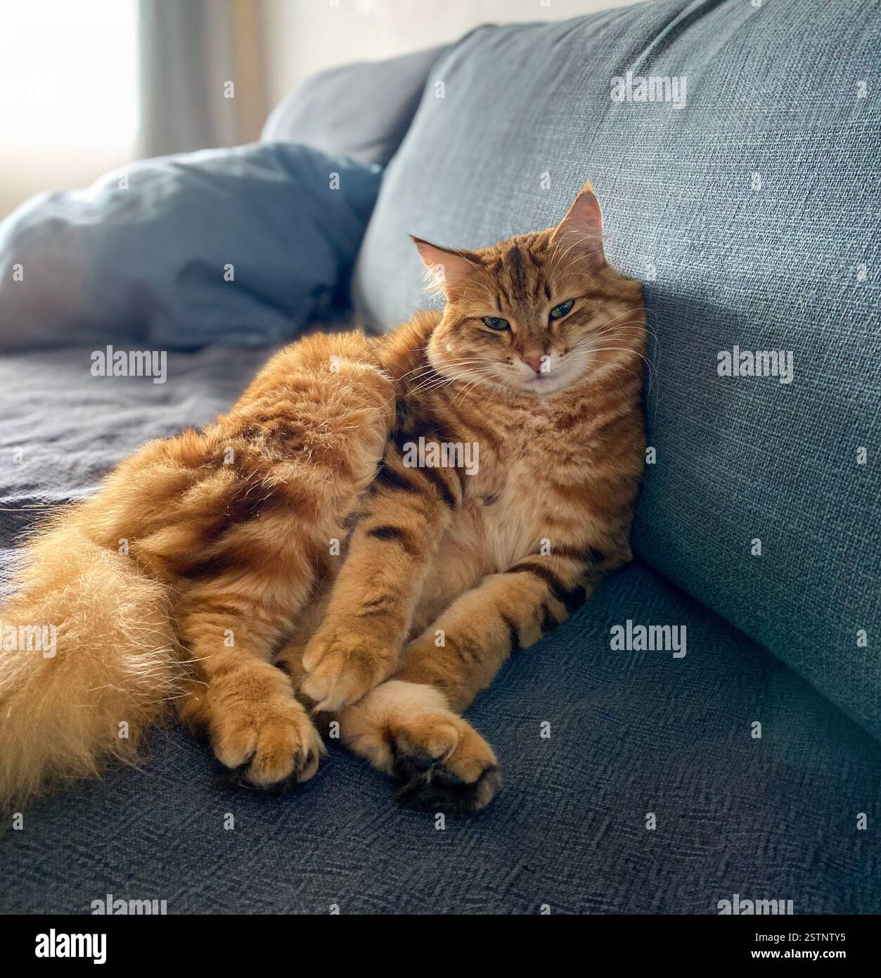 Wunderschöne sibirische rote gestreifte Katze sitzt auf dem Sofa in einer gemütlichen Wohnung. - Smartphone-aufgenommenes Stockfoto