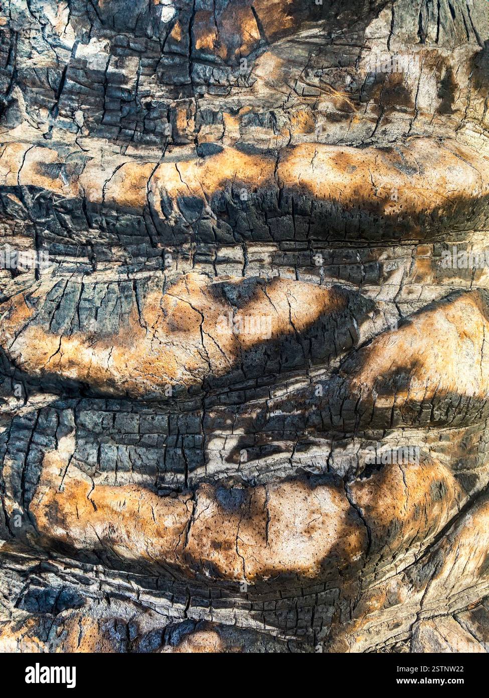 Vertikale Palmenrinde. Abstrakter natürlicher tropischer trendiger Hintergrund. - Smartphone-aufgenommenes Stockfoto