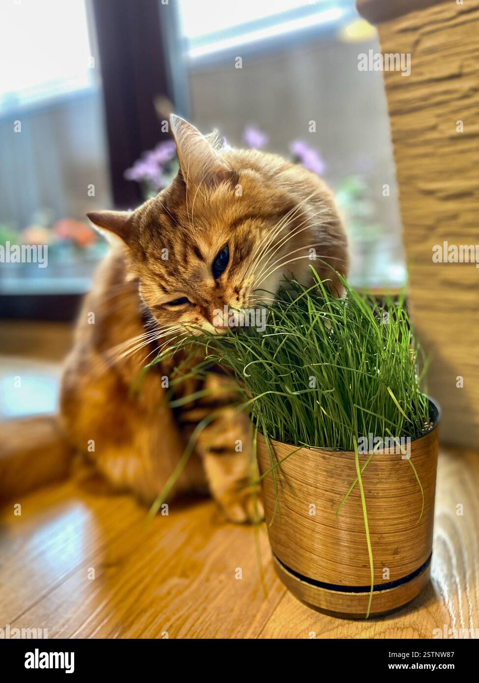 Schöne sibirische rote gestreifte Katze, die Katzengras isst. - Smartphone-aufgenommenes Stockfoto