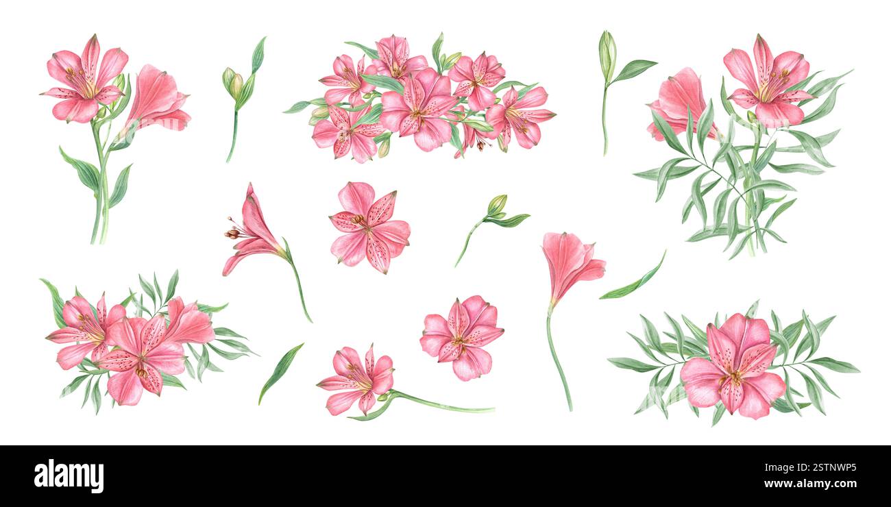 Pinkfarbene Alstroemeria Blumen Clip Art Aquarellillustration. Tropisch blühende Blumensträuße und Einzelblumen für Valentinstag, Muttertag Stockfoto