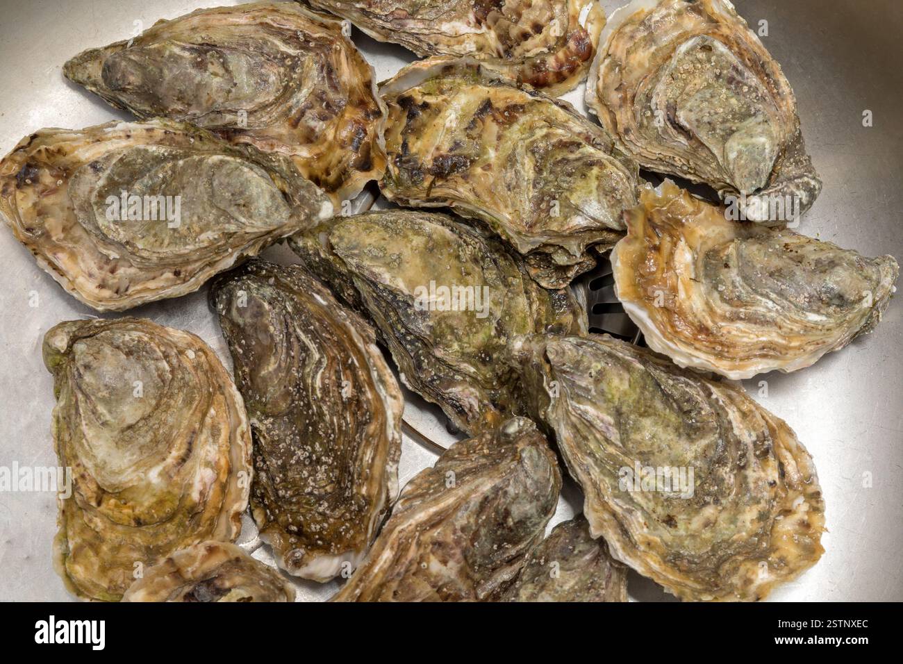 Geschlossene Austern Stockfoto