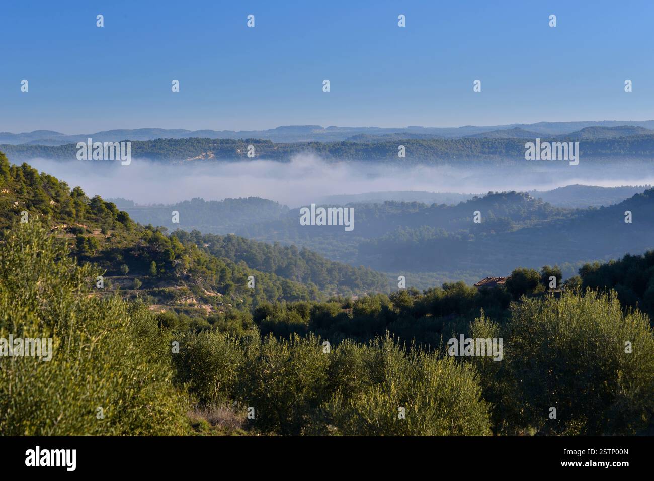 Morgens Nebelbänke im Olivenhainbereich von Les Garrigues Stockfoto