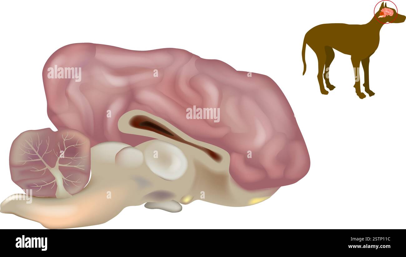 Illustration Der Hundehirn-Anatomie. Strukturdiagramm Des Gehirns Des Hundes. Tierhirn Medizinische Illustration. Diagramm des Gehirns und Nervensystems des Hundes Stock Vektor