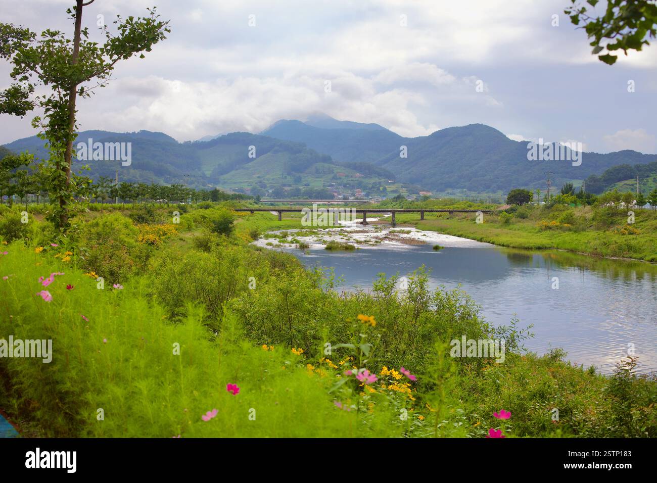 Goesan County, Südkorea - 10. September 2020: Ein friedlicher Blick auf den Seonghwang Stream, der sich durch üppiges Grün und Wildblumen schlängelt, mit einer Entfernung Stockfoto
