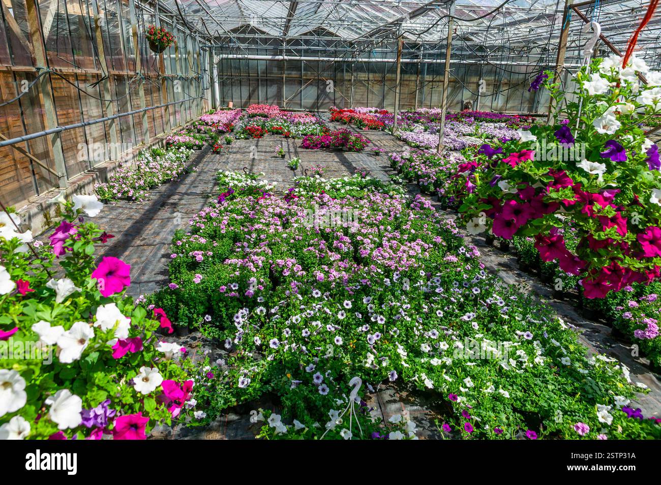 Ein großes Blumengarten-Gewächshaus, Nürnberg, Deutschland, Europa. Stockfoto